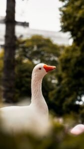 a white duck with a red beak standing in a park