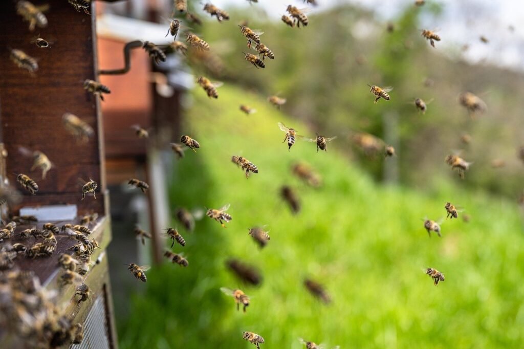 Afinal, como é o sistema das abelhas que tanto inspira os humanos?